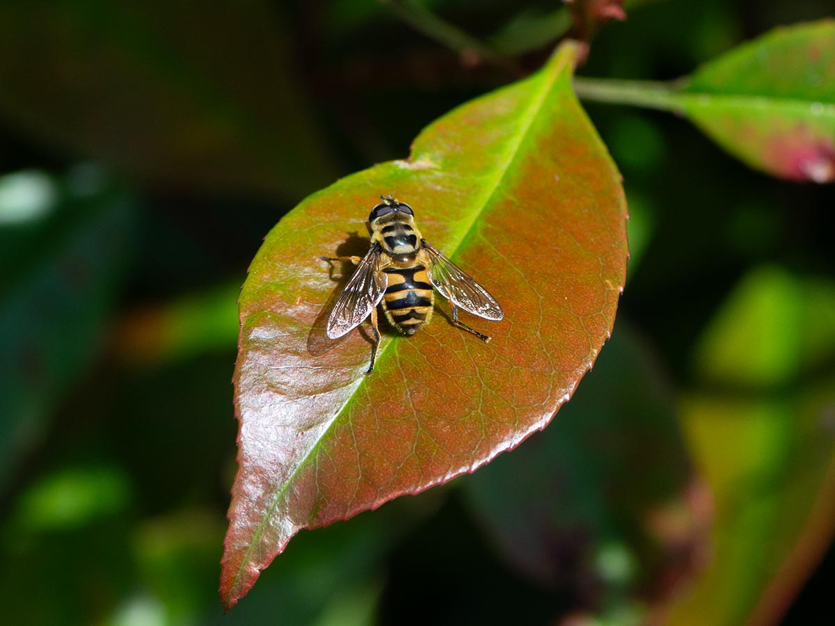 mit Schwebfliege